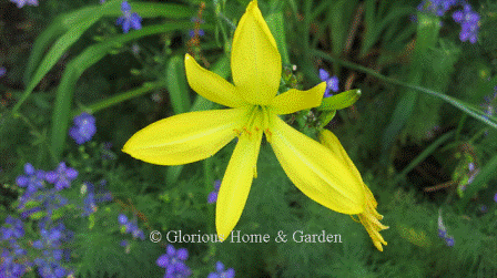 Hemerocallis citrina, the citron daylily, is lemon yellow and fragrant. It has the habit of opening in the evening and thus is also called the nocturnal daylily.