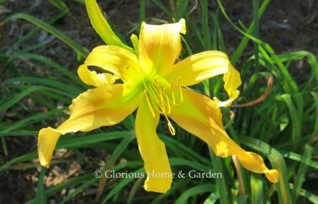 Hemerocallis 'Dances with Giraffes' not only has a fun name, it has a quirky personality with long twisting and curling petals.  Golden-yellow with peachy petal markings and a green throat.  Lenington All-American Award Winner for 2021.
