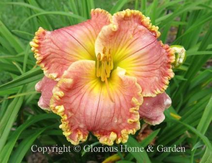Hemerocallis 'Edith Sliger' is a lovely rose pink with wide very ruffled petals edged in gold.