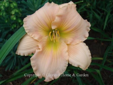 Hemerocallis 'Fairy Tale Pink' is a pink self with green throat, ruffled petals and sepals.