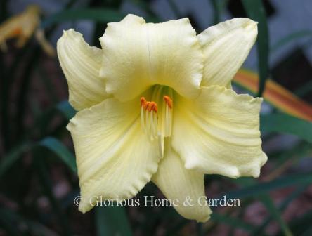 Hemerocallis 'Fragrant Returns' is a soft lemon yellow self with slightly ruffled edges.