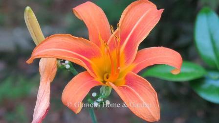 Hemerocallis fulva, the tawny or orange daylily, is one of the wild species from which today's cultivars have been devoloped.