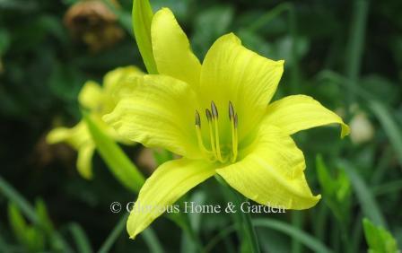 Hemerocallis 'Hyperion' is a classic dating from 1924. Blooms stay open an unusually long time, up to 19 hrs.  A light yellow self, it is fragrant and reblooms.