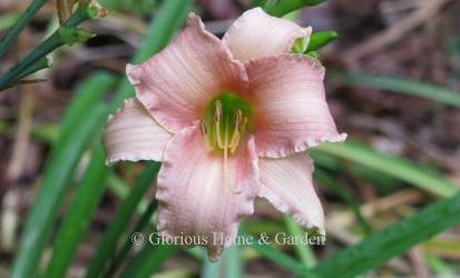 Hemerocallis ‘Luxury Lace’ is a classic daylily from 1959 with rippled lavender-pink petals a little darker than the tepals.  Stout Silver Medal winner of 1965. Diploid, dormant, reblooms.