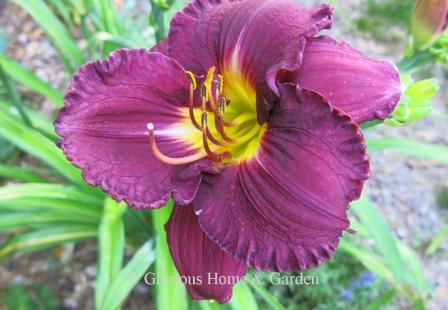 Hemerocallis 'Nosferatu' is very strong and vigorous, this semi-evergreen tetraploid is a deep purple self with chartreuse throat and very heavy substance.