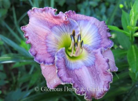HemerocaLlis 'Palace Garden Beauty' is a ruffled lavender with white midribs and darker lavender watermark and yellow throat.