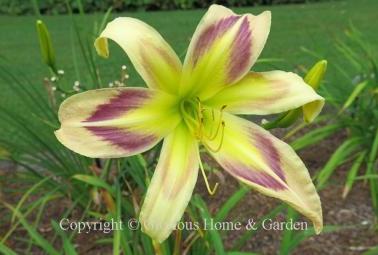 Hemerocallis x 'Persian Pattern' has a simpler form that harkens back to the species, but this yellow and purple bitone adds a striking chevron pattern on the petals and fainter echo on the sepals