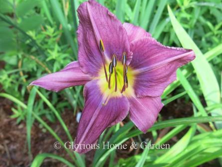 Hemerocallis 'Prairie Blue Eyes' is a gorgeous color, a lavender with a subtle deeper purple eyezone and bright yellow throat.  The petals have a strongly defined central rib, and the sepals recurve.