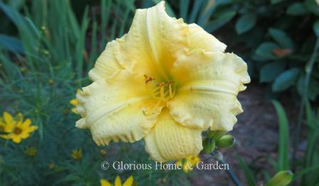 Hemerocallis x 'Primetime Sunshine' is a charming yellow self with ruffled and puckered petals and contrasting dark scapes, and it reblooms