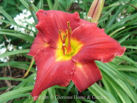Hemerocallis x 'Red Rooster' struts its bright red color with panache, and the yellow throat adds contrast.