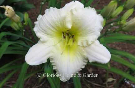 Hemerocallis 'Royal Frosting' is a pale cream near-white self, with green throat, ruffled and diamond-dusted.  It is early to open and late to close in the evening.