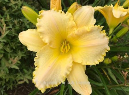 Hemerocallis 'Ruffled Pastel Cheers' just glows in the garden in pastel yellow with a hint of peach and very ruffled petals.