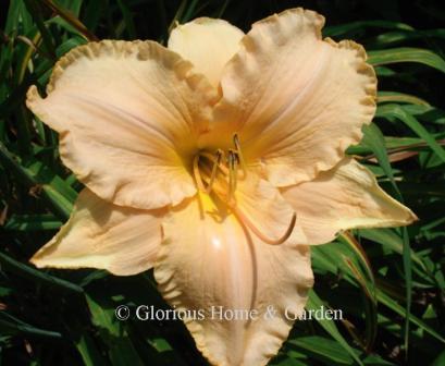 Hemerocallis x 'Temple Goddess' is a soft peach ruffled self with golden throat.