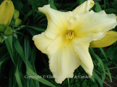Hemerocallis 'Winning Ways' is a large soft yellow self with somewhat recurved petals and sepals, opens early and stays open late