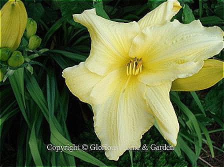 Hemerocallis 'Winning Ways' is a large soft yellow self with somewhat recurved petals and sepals, opens early and stays open late