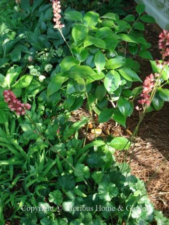 Heuchera americana 'Raspberry Regal'