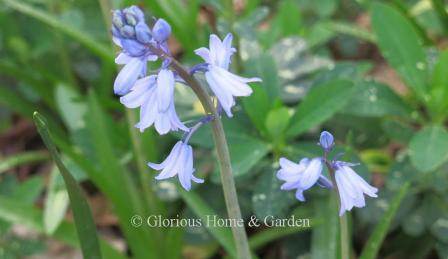 Hyacinthoides hispanica 'Excelsior,' these spring bulbs bear 12-to-15 blue,  bell-shaped flowers encircling the stem. The petals do not reflex as much as the English bluebells below, nor are they as fragrant.