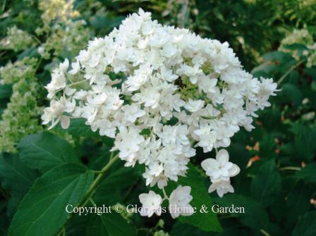 Hydrangea arborescens Hayes Starburst