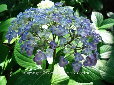 Hydrangea macrophylla Ayesha