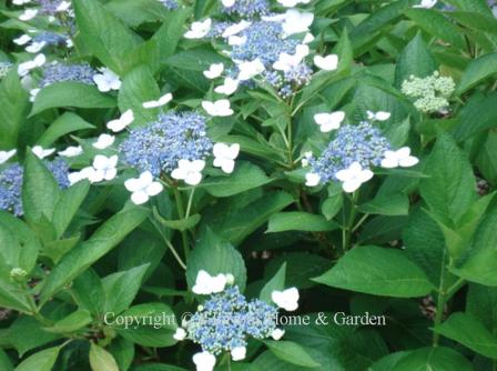 Hydrangea macrophylla Blue Wave