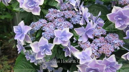Hydrangea macrophylla Double Delights™ 'Star Gazer' Hydrangea macrophylla Double Delights™ 'Star Gazer' showing how the pH of the soil affects the bloom color.  Here an acidic soil has turned the color to a lavender-blue.