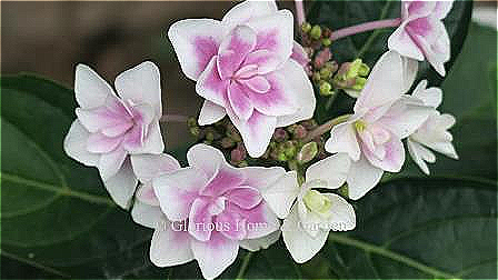 Hydrangea macrophylla Double Delights™ 'Star Gazer' Hydrangea macrophylla Double Delights™ 'Star Gazer' is a lacecap type with large double florets in pink, lavender, or blue depending on soil pH.  Here an alkaline soil has turned the blooms pink.