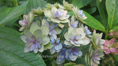 Hydrangea macrophylla 'Doublicious' showing flowers in faded stage