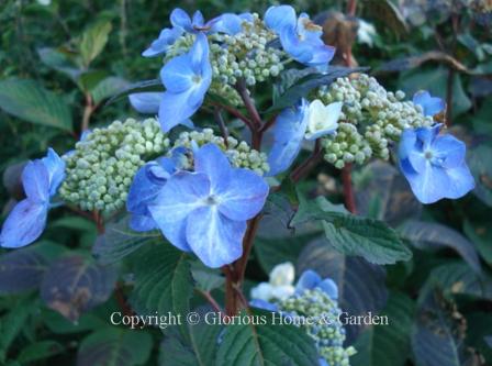 Hydrangea macrophylla Endless Summer Twist n Shout