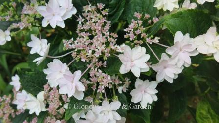 Hydrangea macrophylla 'Fuji Waterfall'