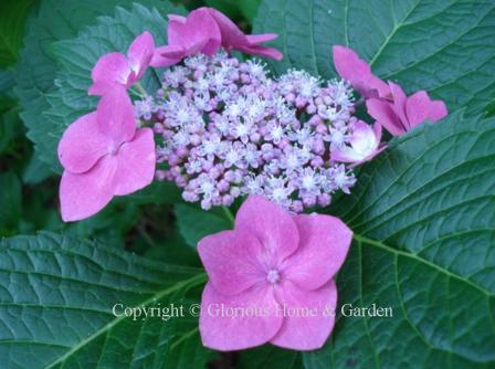 Hydrangea macrophylla--a lacecap