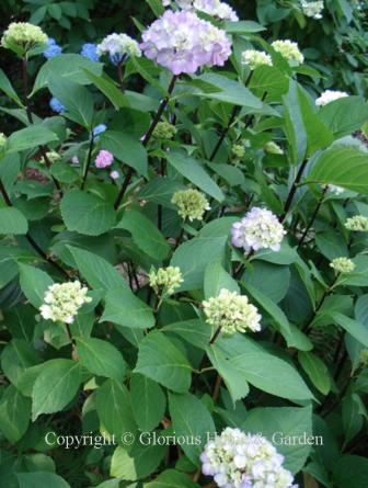 Hydrangea macrophylla Nigra