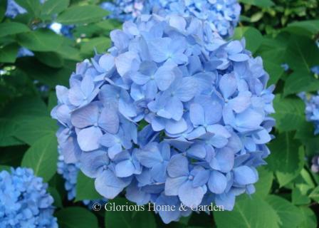 Hydrangea macrophylla 'Penny Mac'