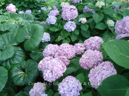 Hydrangea macrophylla