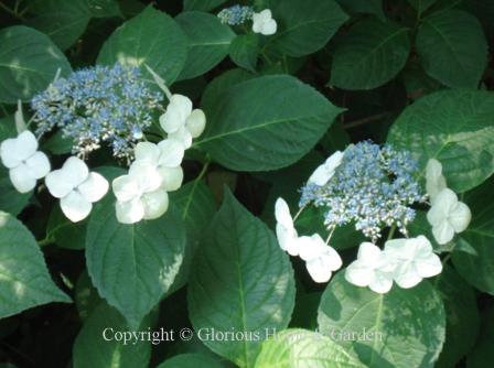 Hydrangea macrophylla Veitchii