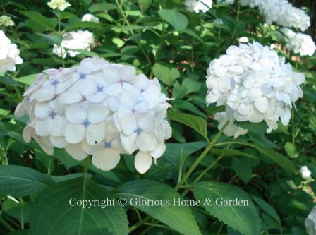 Hydrangea macrophylla Mme. Emile Mouillere