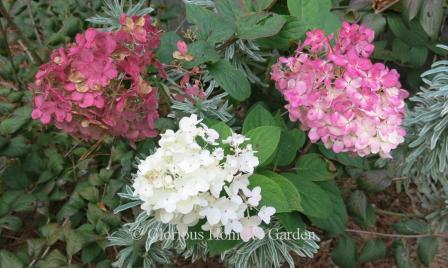 Hydrangea paniculata 'Fire Light'