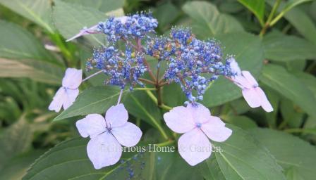 Hydrangea serrata 'Bluebird'