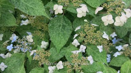 Hydrangea serrata 'Kokonoe-yama'