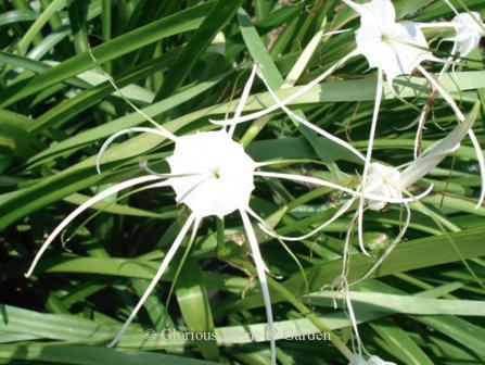 Hymenocallis maximiliani