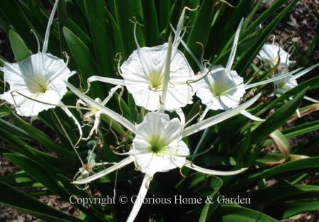 Hymenocallis narcissiflora