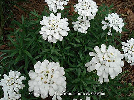Iberis sempervirens 'Purity.' Candytuft is a low-growing, mounding sub-shrub that grows to about 8-12,” and produces masses of showy blooms in white (there are some pink varieties), over a long period in spring