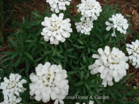 Iberis sempervirens, candytuft