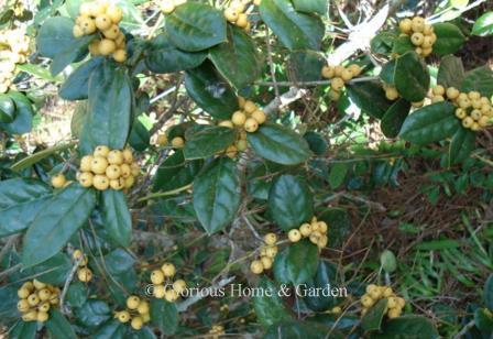 Ilex cornuta D'Or' has yellow berries.