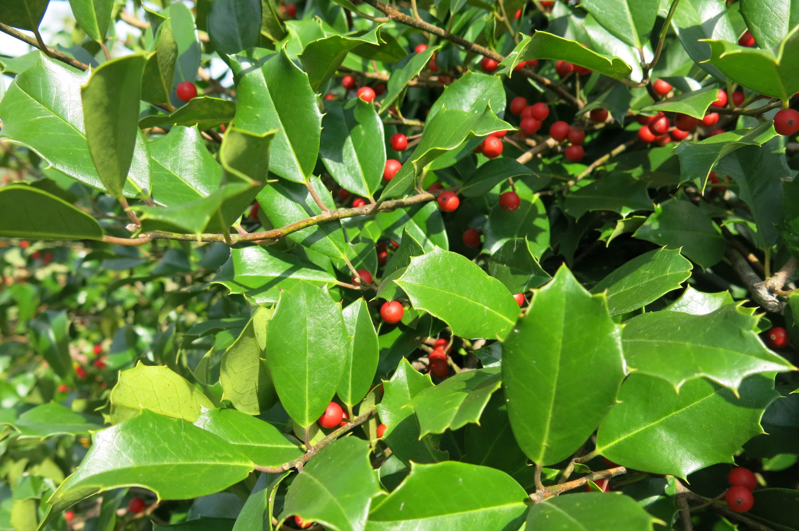 Ilex opaca 'Greenleaf'