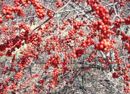 Ilex verticillata, Winterberry Holly