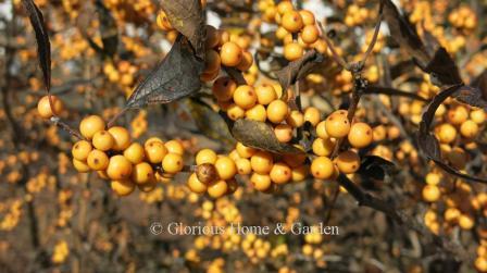 Ilex verticillata 'Winter Gold'