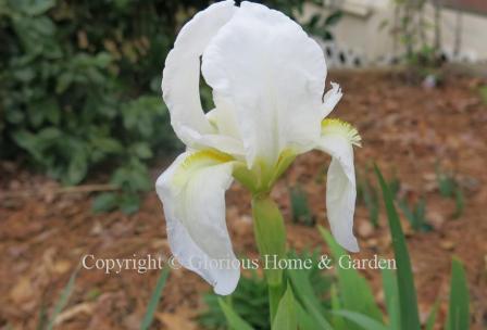 Iris albicans, the cemetery iris, is pure white with soft yellow beard.  Early blooming and tough.