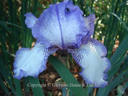 Iris germanica 'Autumn Circus' is a tall bearded iris with white standards and falls veined with blue-violet on the edges.  It a rebloomer, too.