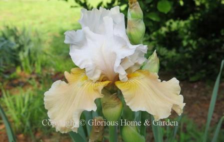 Iris 'Champagne Elegance' is a tall bearded iris in a lovely color combination of white standards and peachy-apricot falls.
