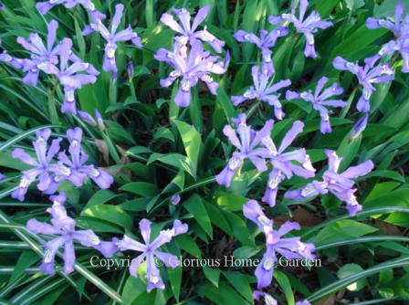 Iris cristata 'Eco Bluebird'